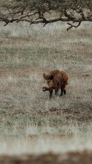 Wild pig