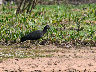Green Ibis walking on the pond's shore