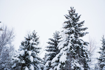 Winter scene in Northern Europe with beautiful snow covered spruce trees. Snowy forest background.