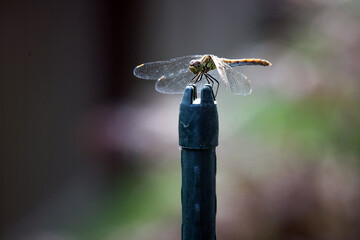 A beautiful dragonfly in the garden.