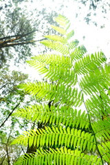 Fototapeta premium Fresh green fern leaves, macro view photo of fern from decorative background. 