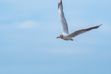 Brown-hooded Gull (Chroicocephalus maculipennis) by the bay, Montevideo, Uruguay