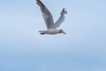 Brown-hooded Gull (Chroicocephalus maculipennis) by the bay, Montevideo, Uruguay