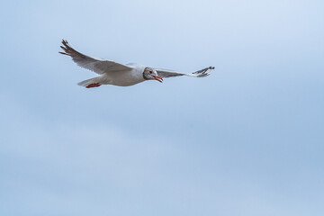 Brown-hooded Gull (Chroicocephalus maculipennis) by the bay, Montevideo, Uruguay