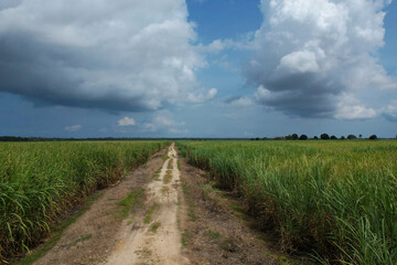 Fototapeta na wymiar Zanzibar Sugarcane Plantation with path