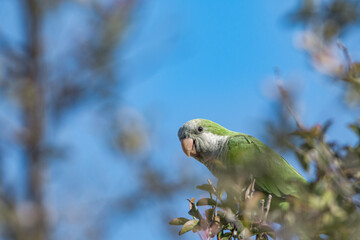 Monk Parakeet (Myiopsitta monachus) in park, Buenos Aires, Argentina