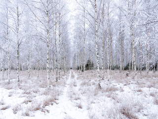 Frosty birch tree in a wintry landscape