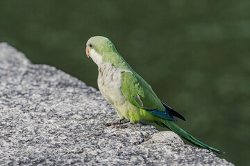 Monk Parakeet (Myiopsitta monachus) in park, Buenos Aires, Argentina