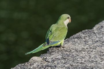 Monk Parakeet (Myiopsitta monachus) in park, Buenos Aires, Argentina