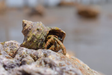 Snail crab on a beach rock with popping eyes.