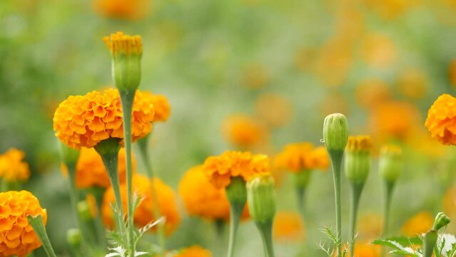 Bright orange matured and immatured marigold garden