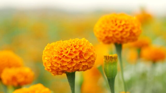 Blooming and matured marigold flower blowing blurry orange flower garden background