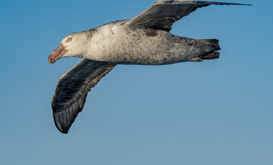 Northern Giant Petrel (Macronectes halli) in South Atlantic Ocean, Southern Ocean, Antarctica