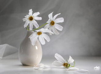 Bouquet of cosmea in a white vase on a light background