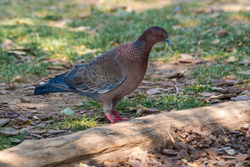 Picazuro Pigeon (Patagioenas picazuro) in park, Buenos Aires, Argentina