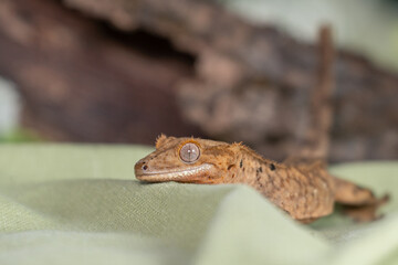 Crested gecko in studio