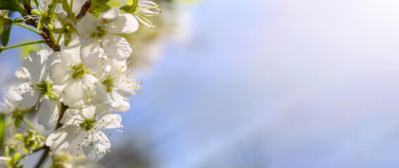 Cherry tree blossom in May on a sunny day