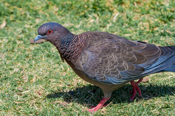 Picazuro Pigeon (Patagioenas picazuro) in park, Buenos Aires, Argentina