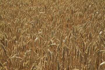 Ein Getreidefeld in der thuerringischen Rhoen. Dermbach, Deutschland, Europa - 
A grain field in the Thuringian Rhoen. Dermbach, Germany, Europe