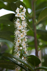 Beautiful prunus caucasica laurocerasus flowers. Ornamental plum.