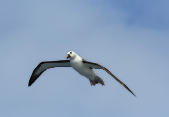 Atlantische Geelsnavelalbatros, Atlantic Yellow-nosed Albatross