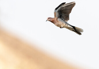 Palmtortel, Laughing Dove, Streptopelia senegalensis