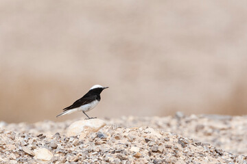 Monnikstapuit, Hooded Wheatear, Oenanthe monacha