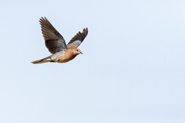 Palmtortel, Laughing Dove, Streptopelia senegalensis
