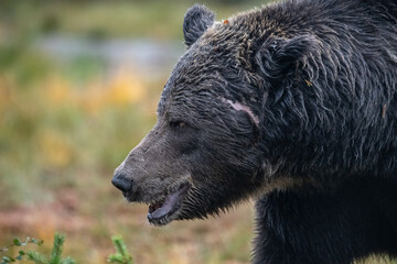 Brown bear, Finland
