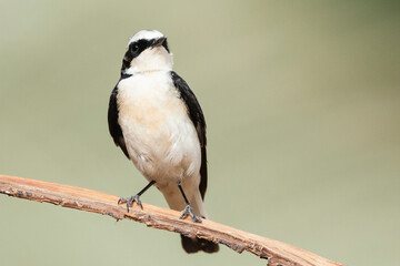 Vitatta Bonte Tapuit, Vittata Pied Wheatear, Oenanthe pleschanka vittata