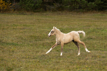 Obraz na płótnie Canvas Running palomino foal in the field. High quality photo