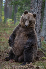 Obraz na płótnie Canvas Brown bear, Finland