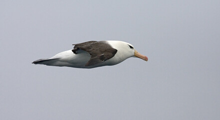 Black-browed Albatross, Wenkbrauwalbatros, Thalassarche melanophrys