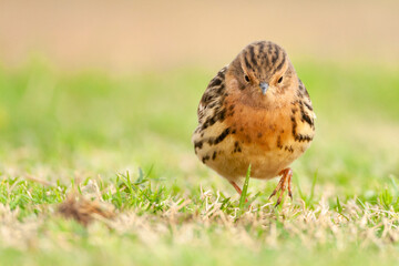 Roodkeelpieper, Red-throated Pipit, Anthus cervinus