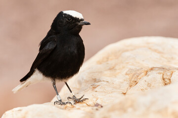 Fototapeta premium Witkruintapuit, White-crowned Wheatear, Oenanthe leucopyga