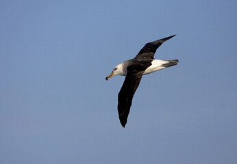Fototapeta na wymiar Black-browed Albatross, Wenkbrauwalbatros, Thalassarche melanophrys