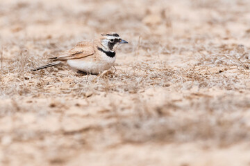 Temminck's Strandleeuwerik, Temminck's Lark, Eremophila bilopha