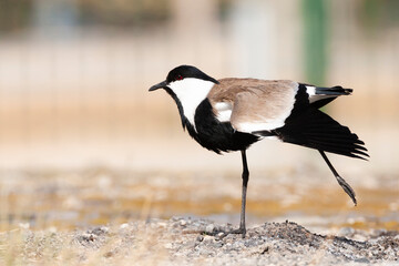 Sporenkievit, Spur-winged Plover, Vanellus spinosus