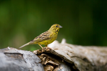 Geelgors, Yellowhammer, Emberiza citrinella