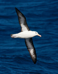 Wenkbrauwalbatros, Black-browed Albatross, Thalassarche melanophrys