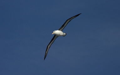 Black-browed Albatross, Wenkbrauwalbatros, Thalassarche melanophrys