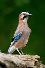 Gaai, Eurasian Jay, Garrulus glandarius
