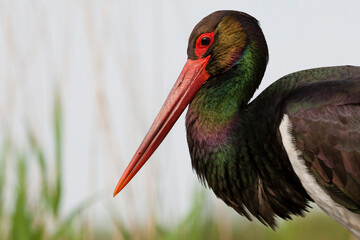 Zwarte Ooievaar, Black Stork, Ciconia nigra