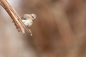 Oostelijke Blonde Tapuit, Eastern Black-eared Wheatear, Oenanthe melanoleuca