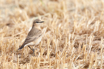 Izabeltapuit, Isabelline Wheatear, Oenanthe isabelline