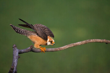 Fototapeta premium Roodpootvalk, Red-footed Falcon, Falco vespertinus