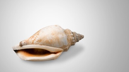 Beautiful sea shell on gray background