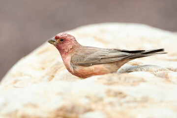 Sinairoodmus, Sinai Rosefinch, Carpodacus synoicus