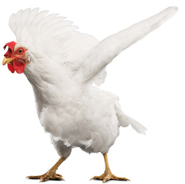 Big Organic Roaming Natural White And Village Chicken