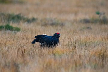Black Grouse